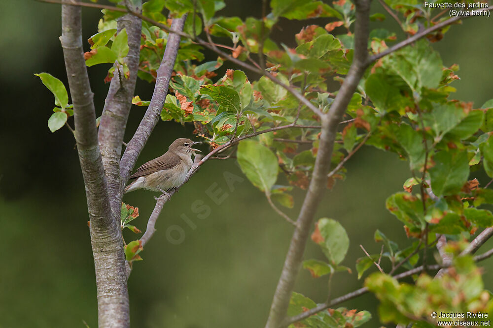 Fauvette des jardins mâle adulte nuptial, identification, chant