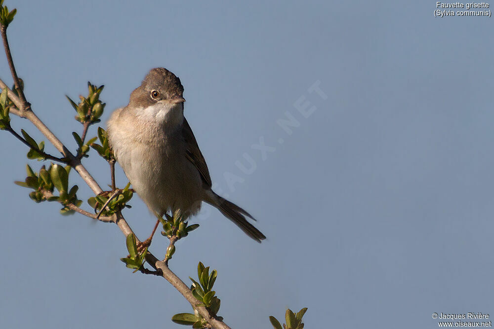 Common Whitethroat female adult breeding, identification