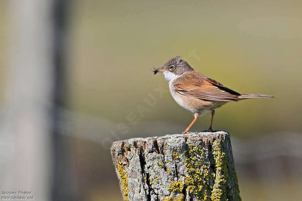Common Whitethroat male adult breeding