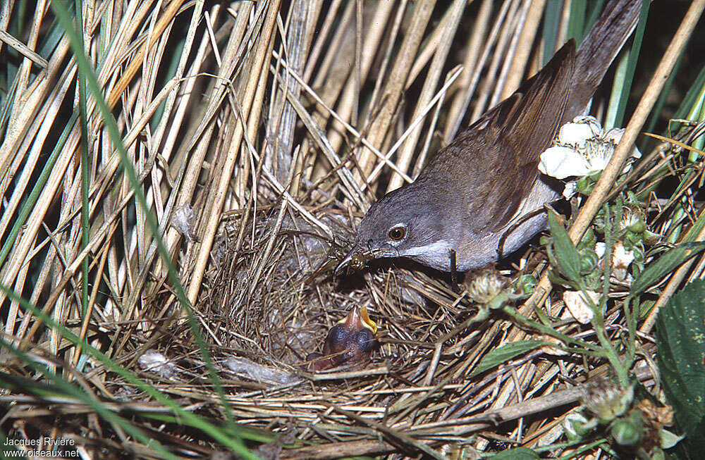 Common Whitethroat, Reproduction-nesting