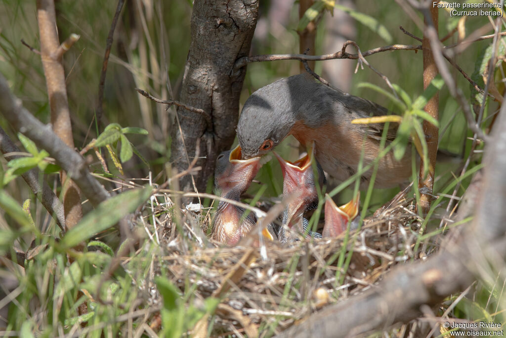 Western Subalpine Warbler male adult breeding, identification, Reproduction-nesting