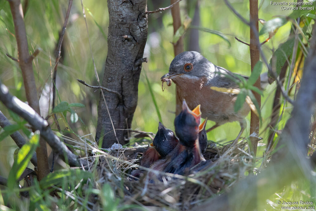 Western Subalpine Warbler male adult, identification, Reproduction-nesting