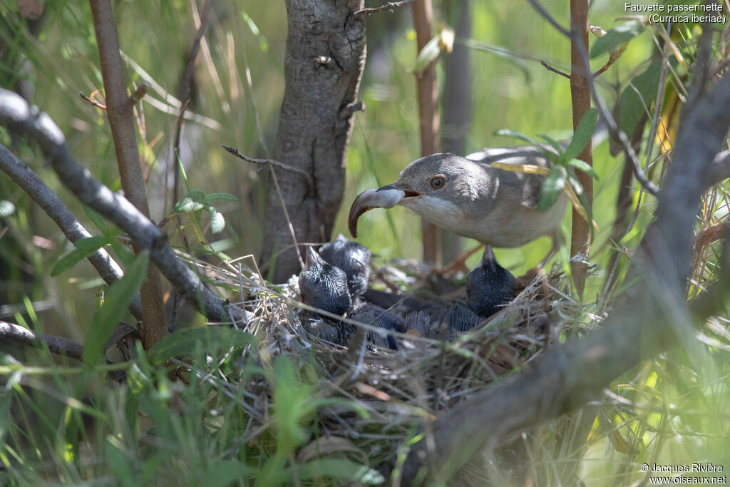 Western Subalpine Warbler female adult breeding, identification, Reproduction-nesting