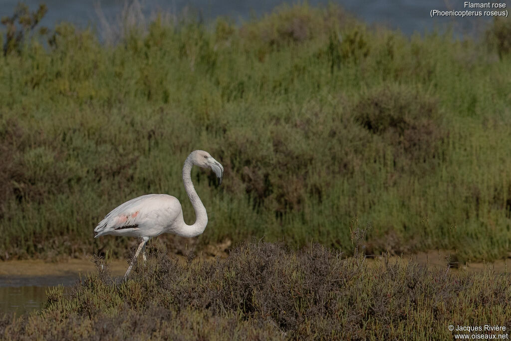 Greater Flamingosubadult breeding, identification
