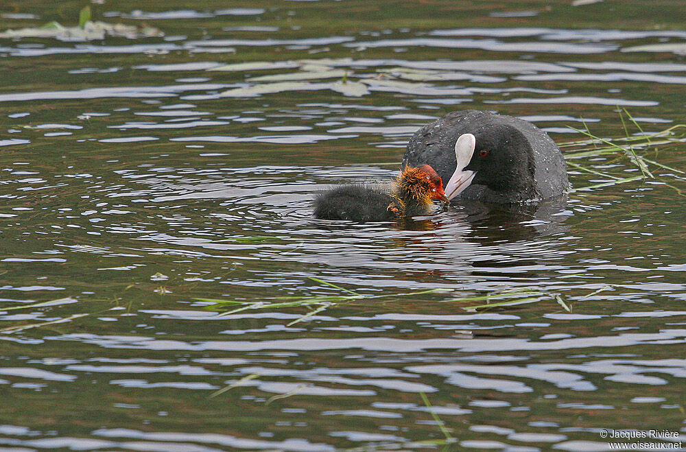 Eurasian Cootjuvenile