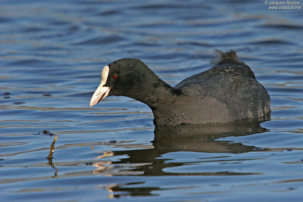 Eurasian Cootadult breeding