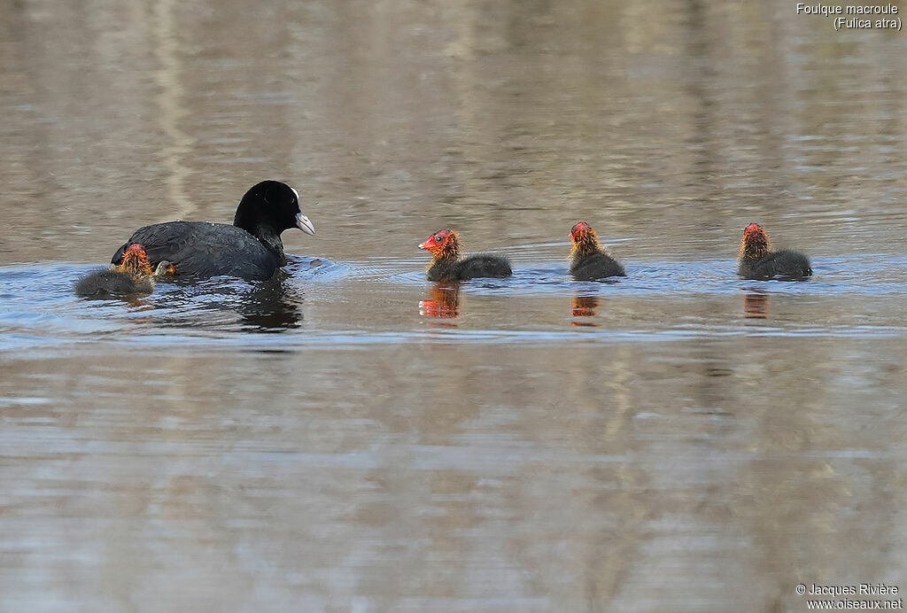 Eurasian Coot, identification, swimming