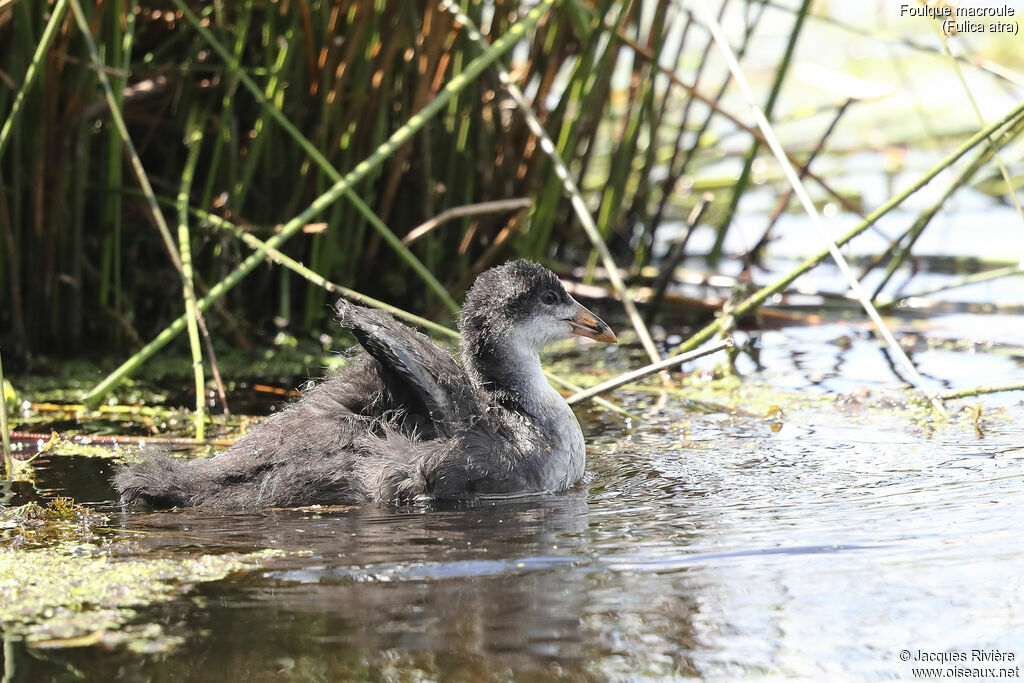 Eurasian Cootjuvenile, identification, swimming