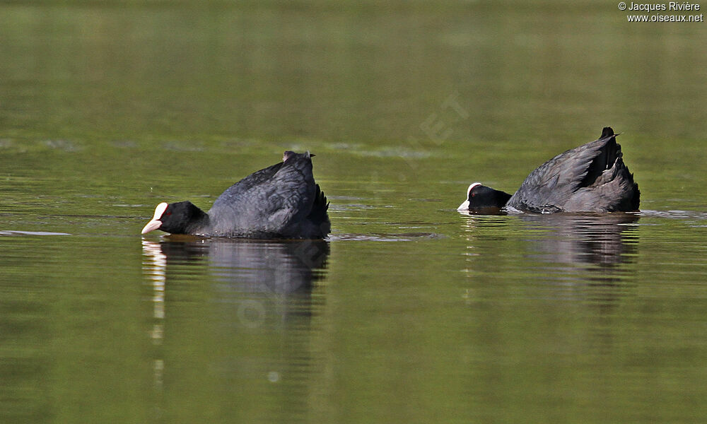 Eurasian Cootadult breeding