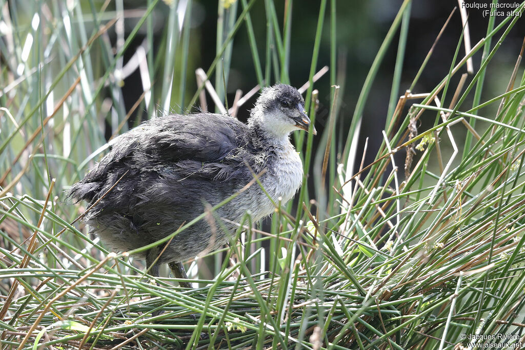 Eurasian Cootjuvenile, identification