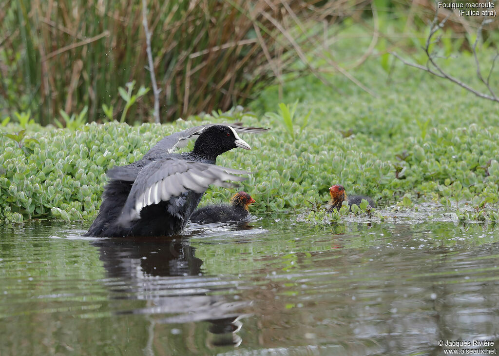 Eurasian Coot, identification, eats