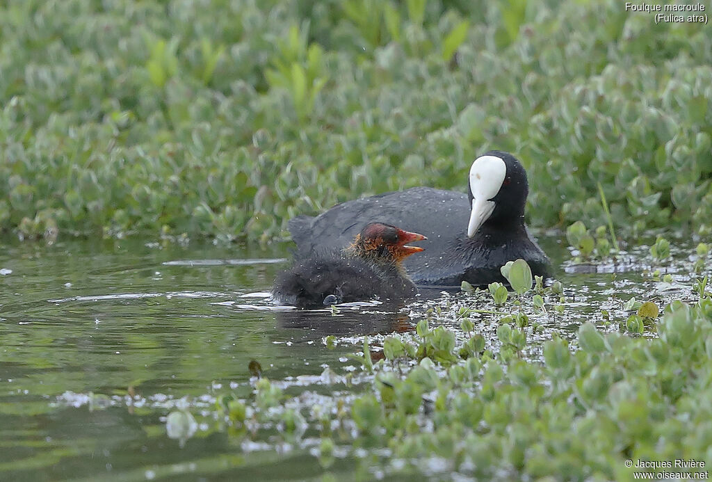 Eurasian Coot, identification, swimming