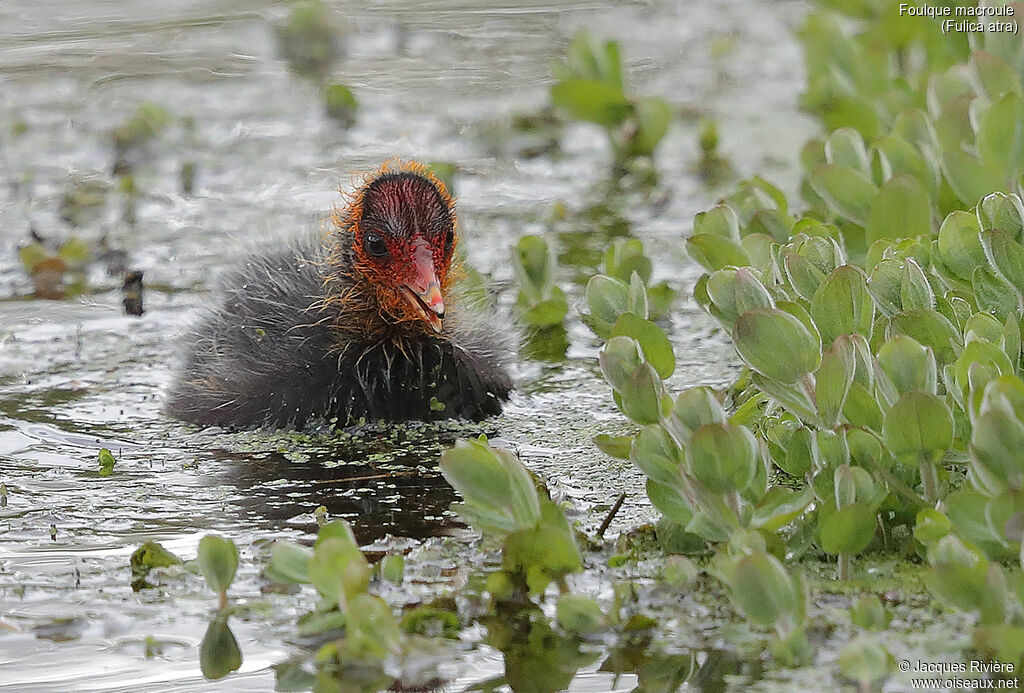 Eurasian CootPoussin, identification, swimming