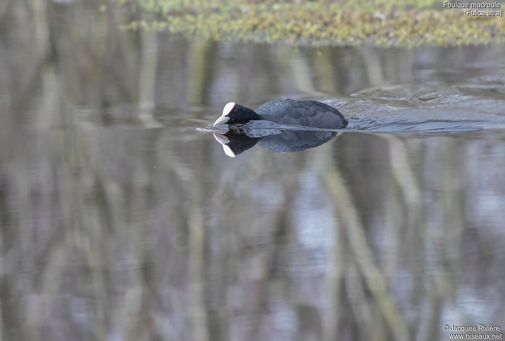 Foulque macrouleadulte, identification, nage, parade