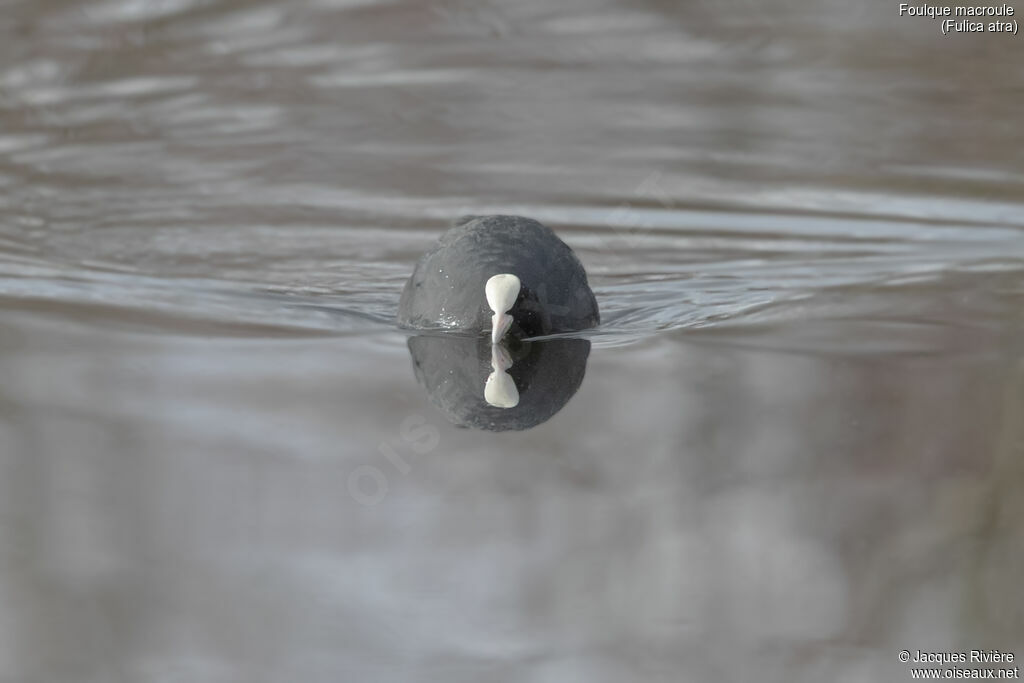 Foulque macrouleadulte nuptial, identification, nage, parade