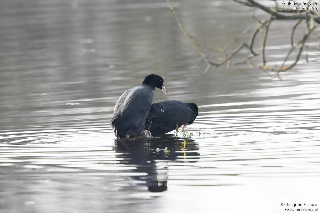 Foulque macrouleadulte, accouplement.