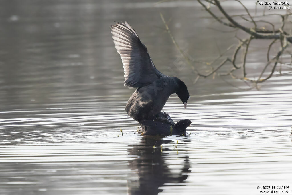 Foulque macrouleadulte, accouplement.