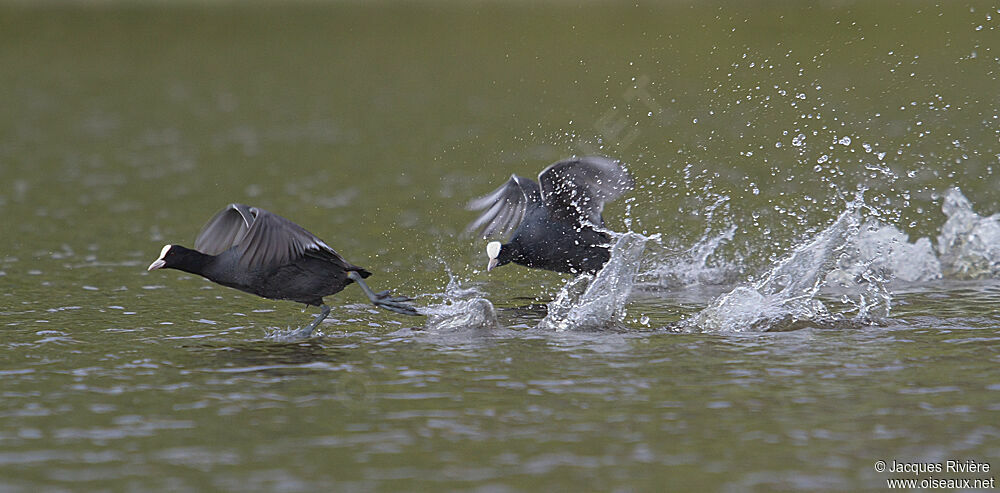 Eurasian Coot adult