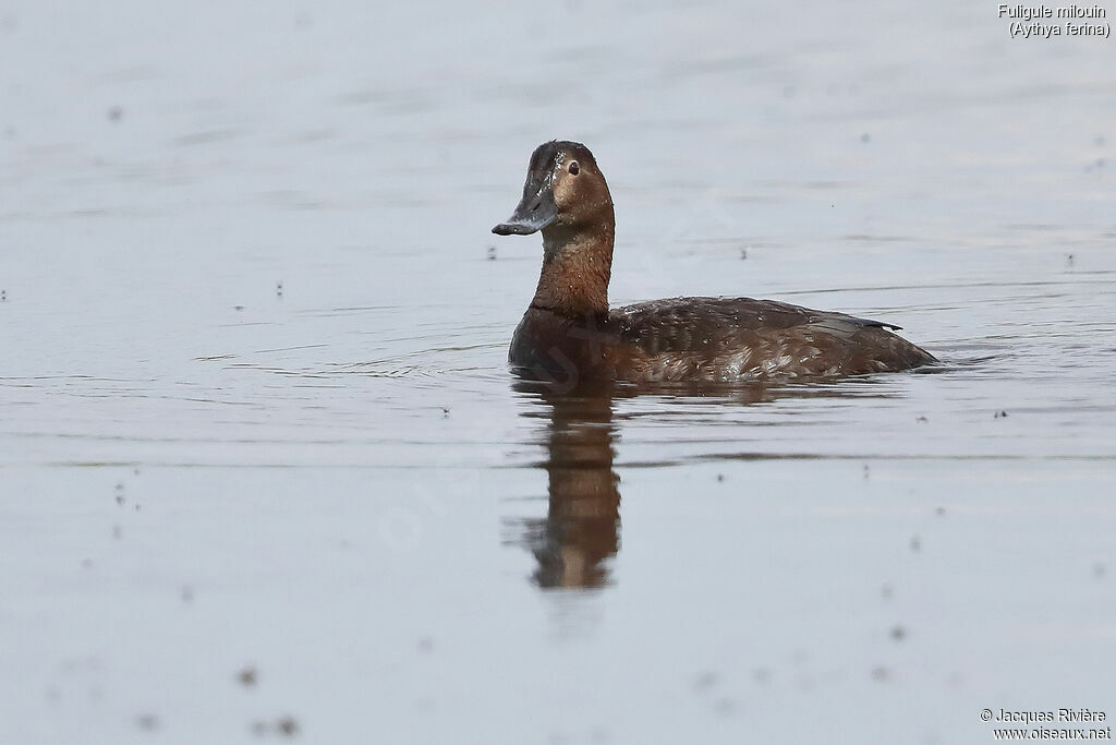 Common Pochard female adult breeding, identification, swimming