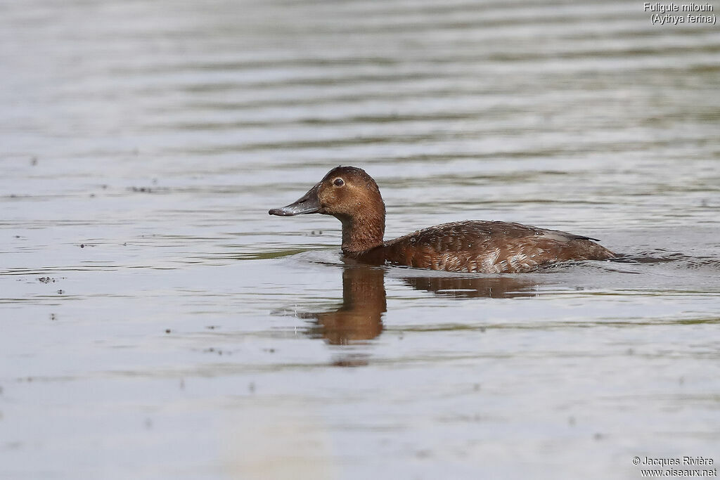 Common Pochard female adult breeding, identification, swimming