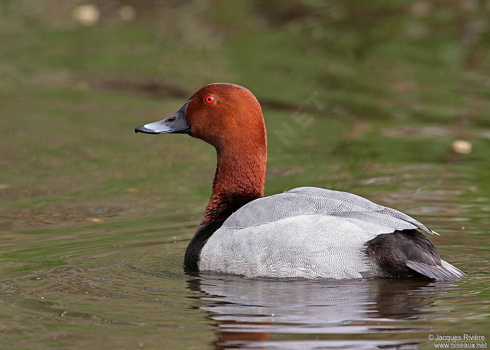 Common Pochard male adult breeding