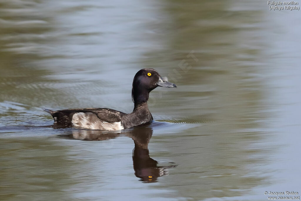 Tufted Duck male adult breeding, identification, swimming