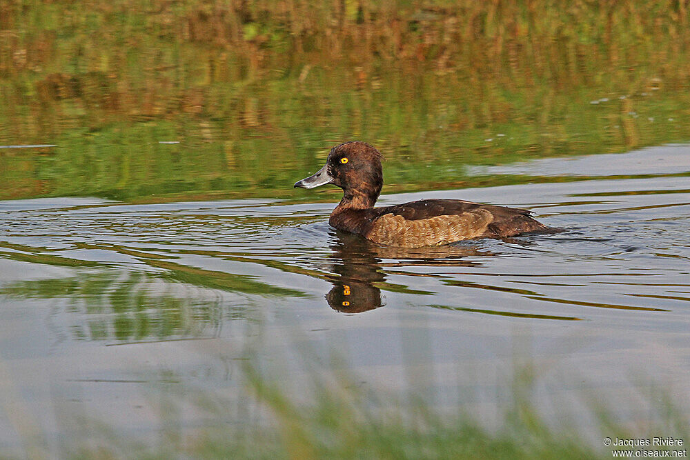 Fuligule morillon femelle adulte nuptial, identification