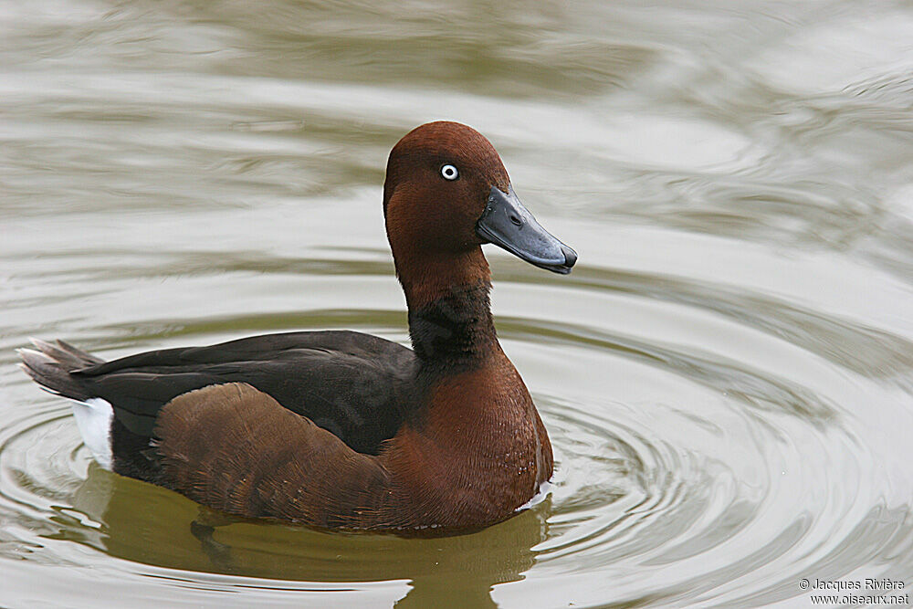 Ferruginous Duck male adult breeding