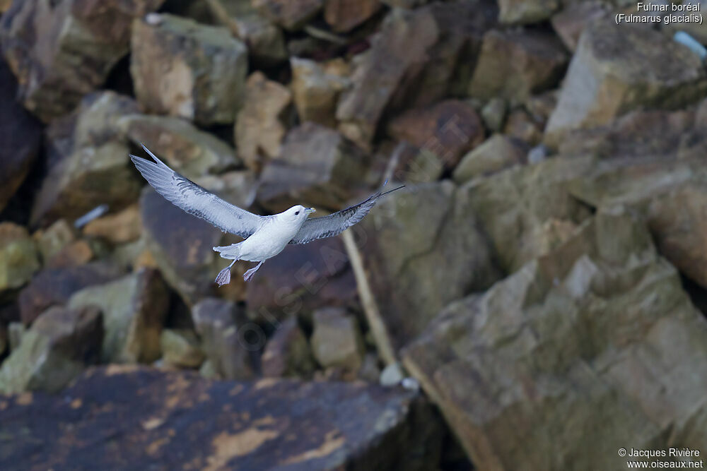 Fulmar boréaladulte nuptial, Vol