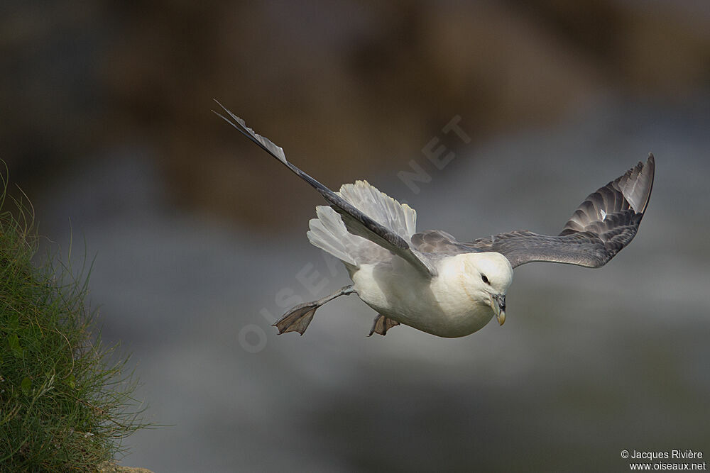 Fulmar boréaladulte