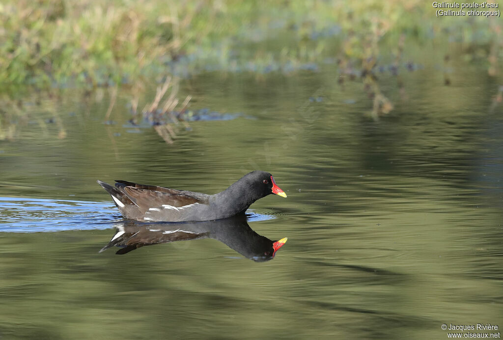Gallinule poule-d'eauadulte, identification, nage