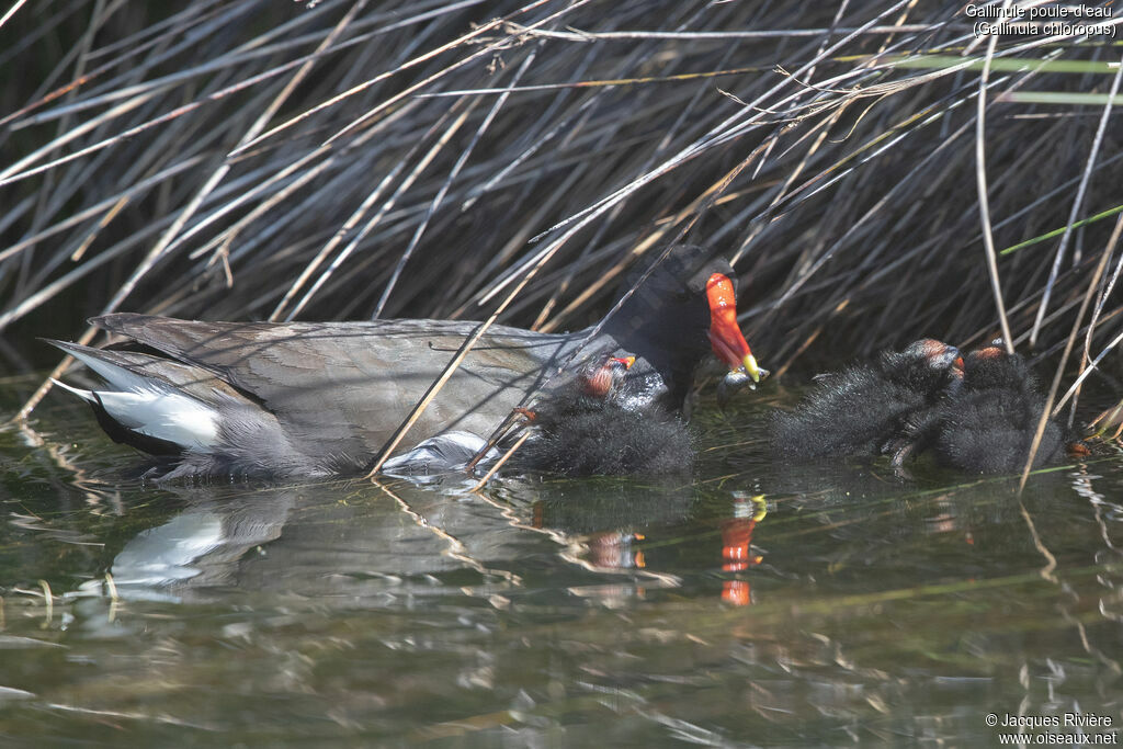Common Moorhen, identification, Reproduction-nesting