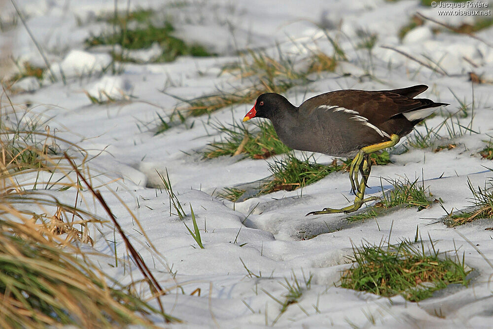 Gallinule poule-d'eauadulte internuptial