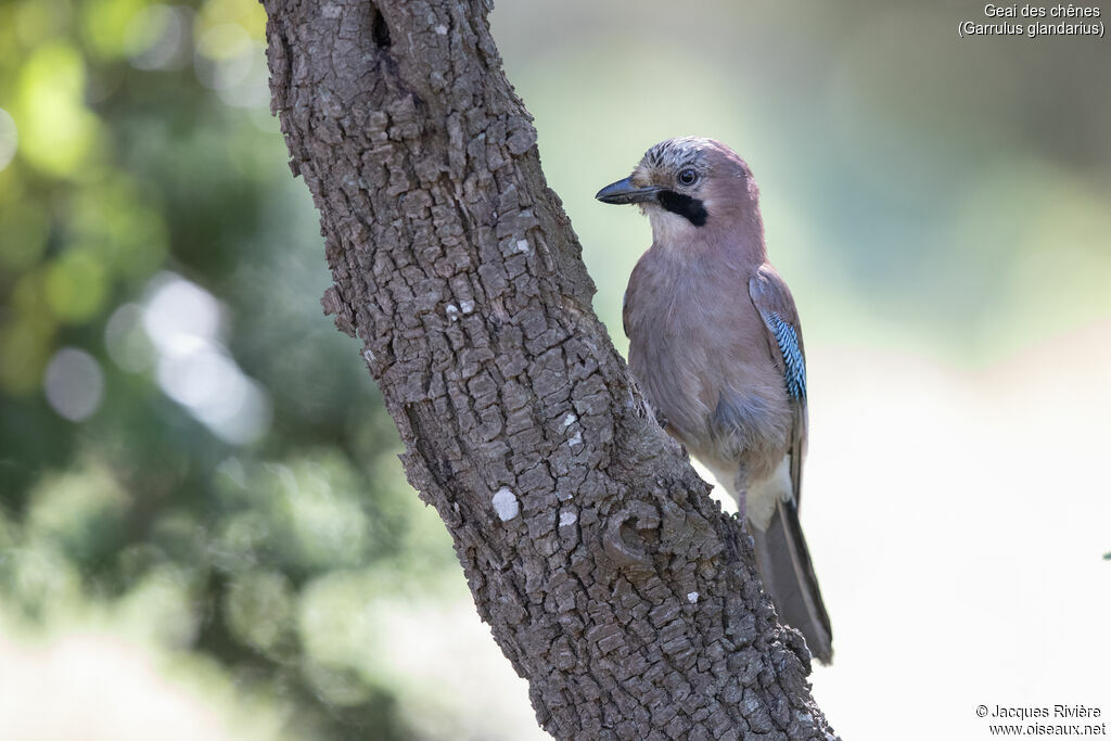 Geai des chênesadulte nuptial, identification