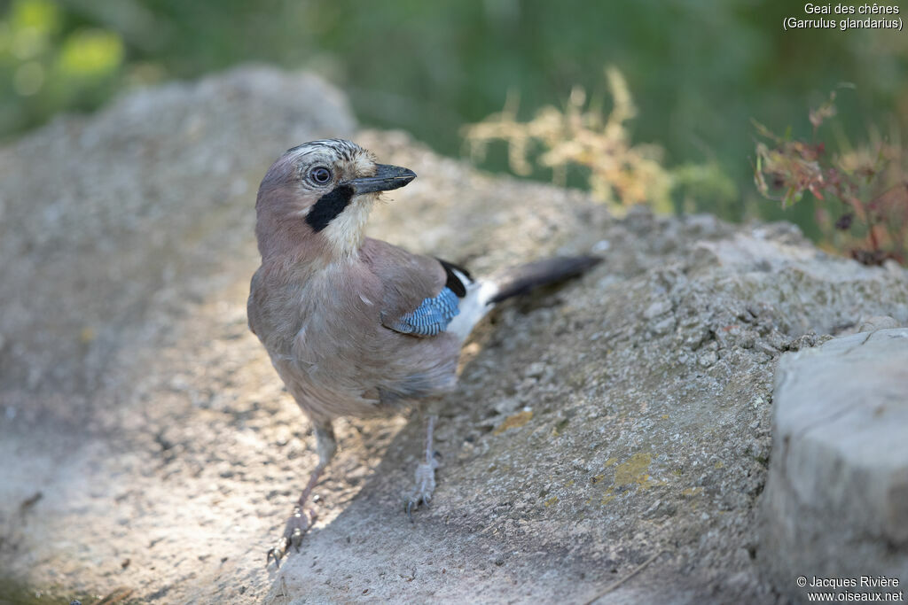 Geai des chênesadulte nuptial, identification
