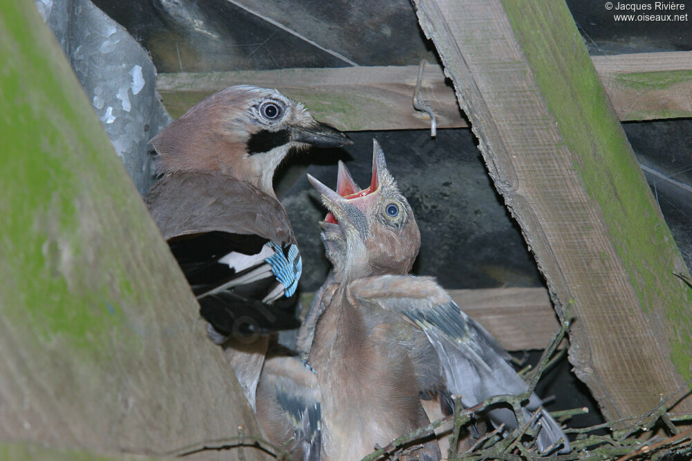 Geai des chênesadulte nuptial