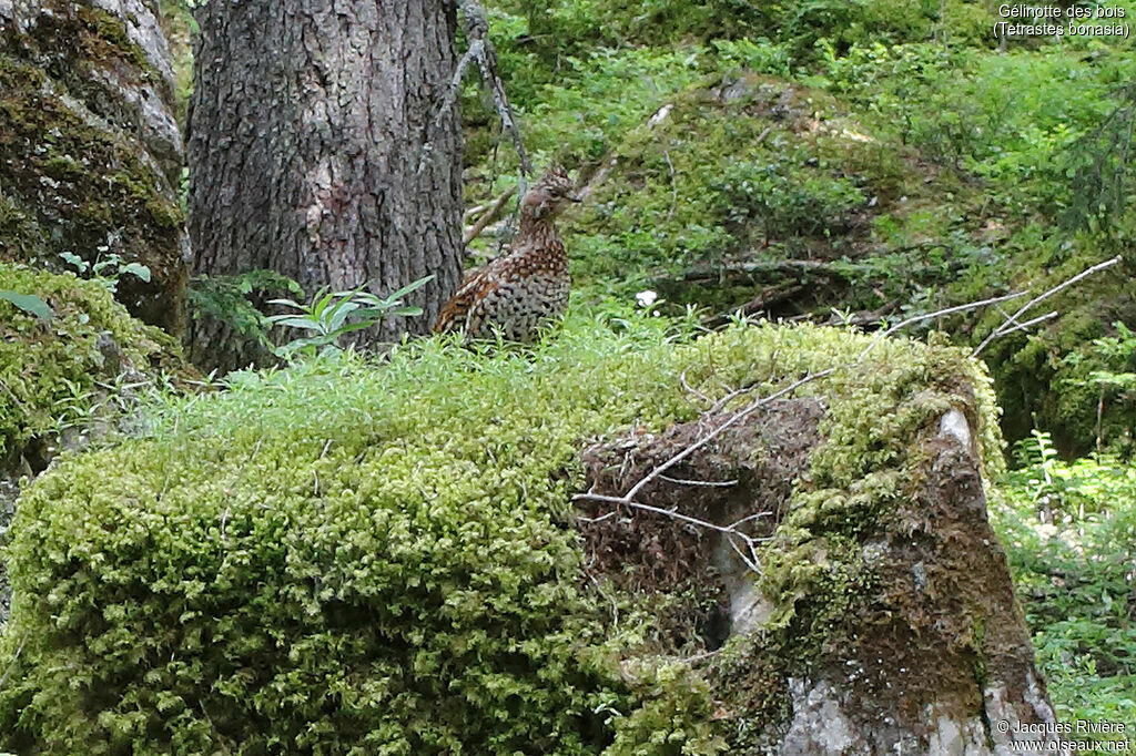 Gélinotte des bois femelle adulte, identification