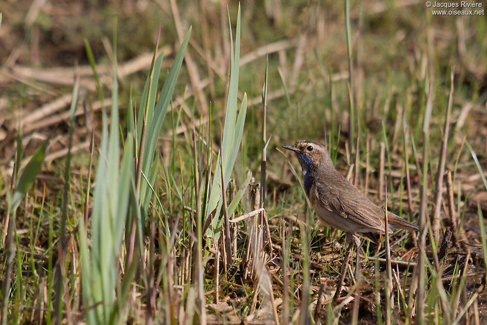 Bluethroat male adult breeding