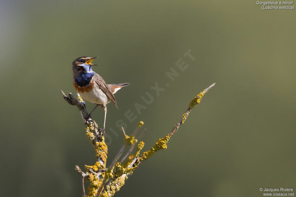 Gorgebleue à miroir mâle adulte, identification, chant