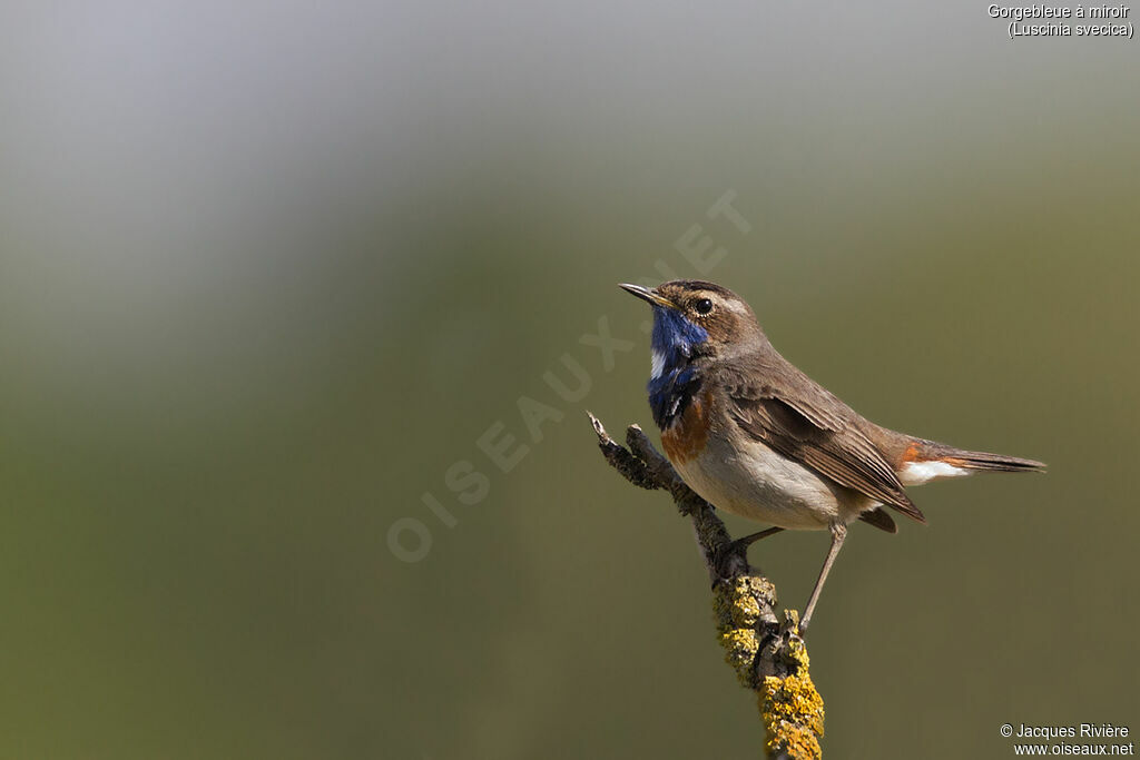 Bluethroat male adult breeding, identification, song