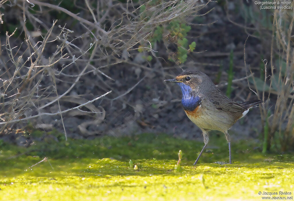 Gorgebleue à miroir mâle adulte nuptial, identification, marche