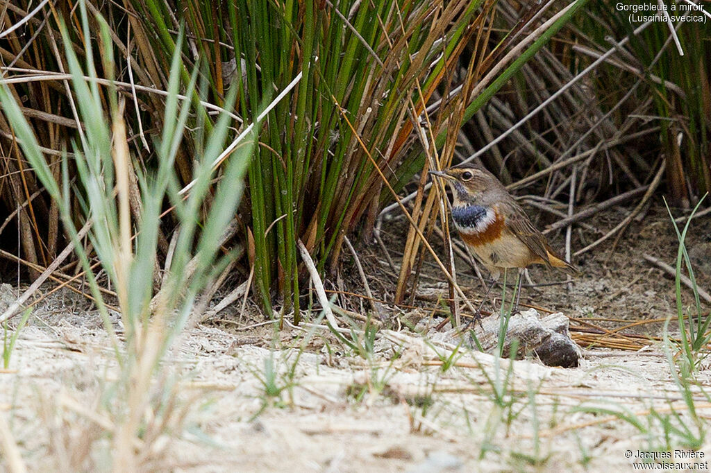 Gorgebleue à miroir femelle adulte nuptial, identification