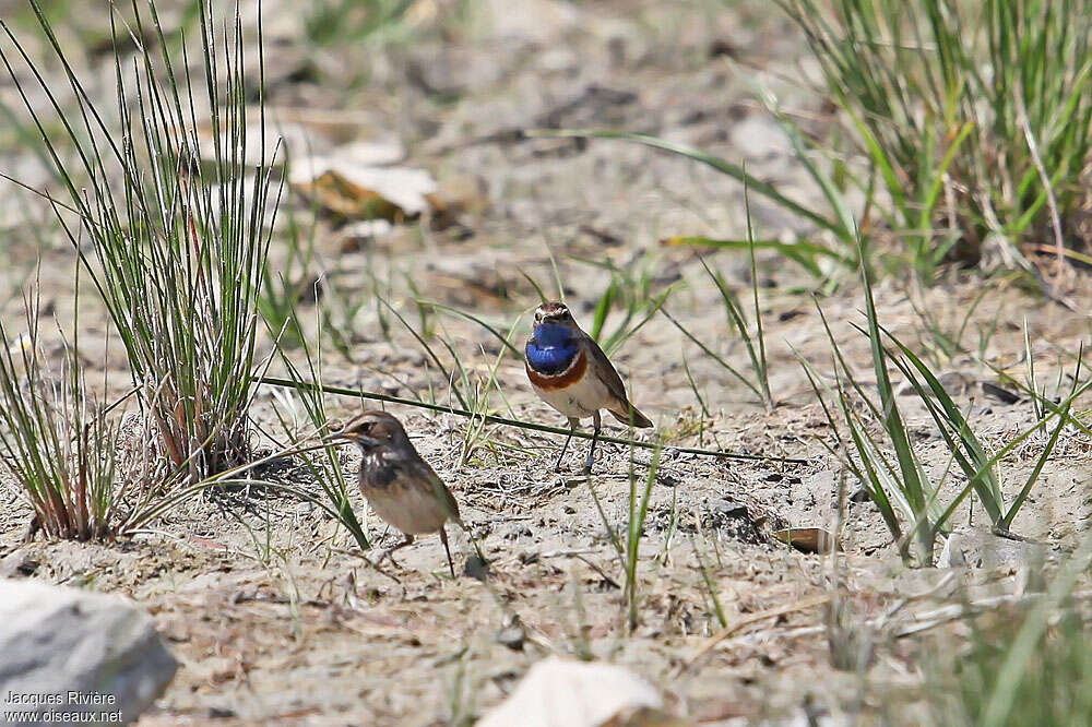 Gorgebleue à miroiradulte nuptial, Nidification