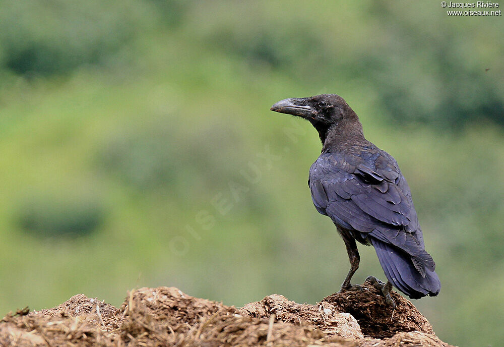 Grand Corbeau1ère année