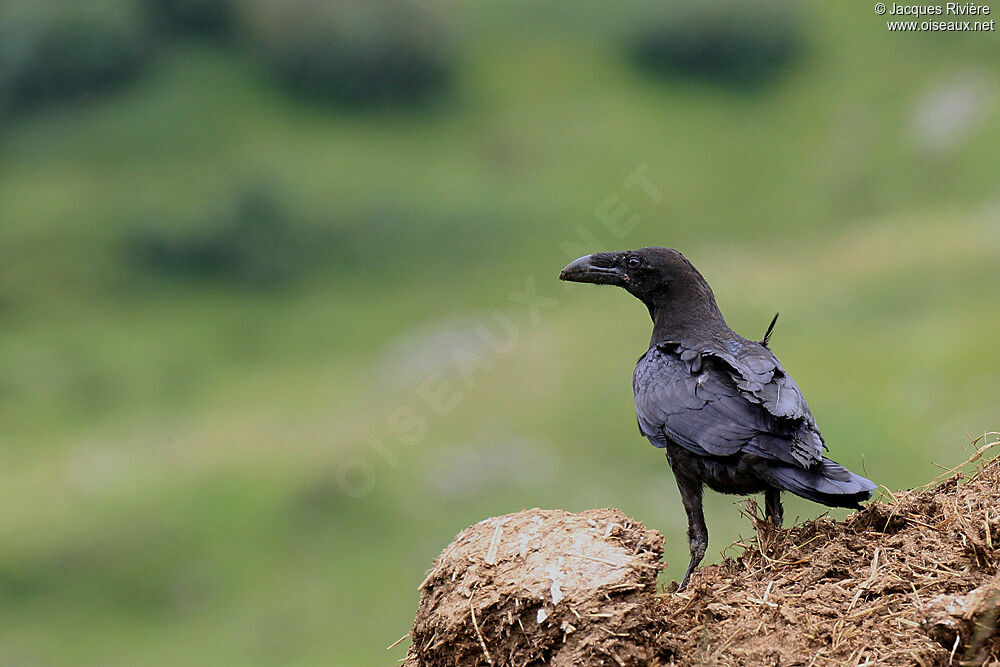Northern Ravenimmature