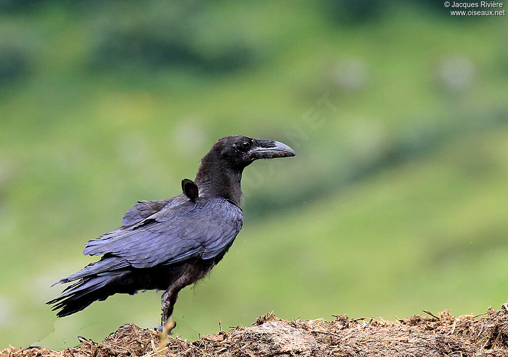Northern RavenFirst year