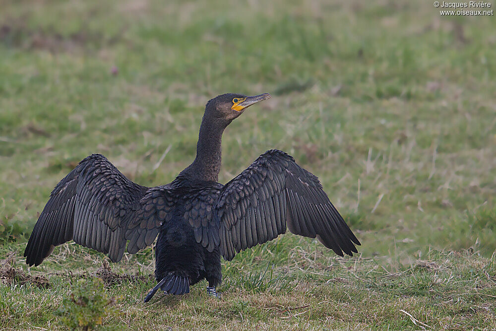 Great Cormorantsubadult