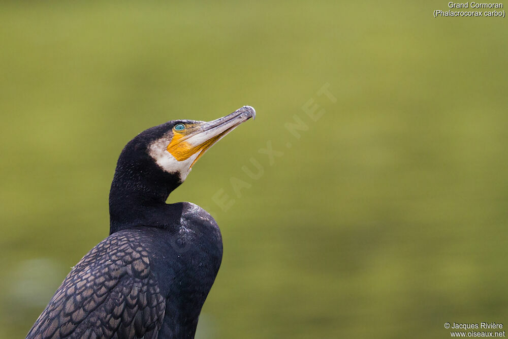 Great Cormorantadult breeding, close-up portrait