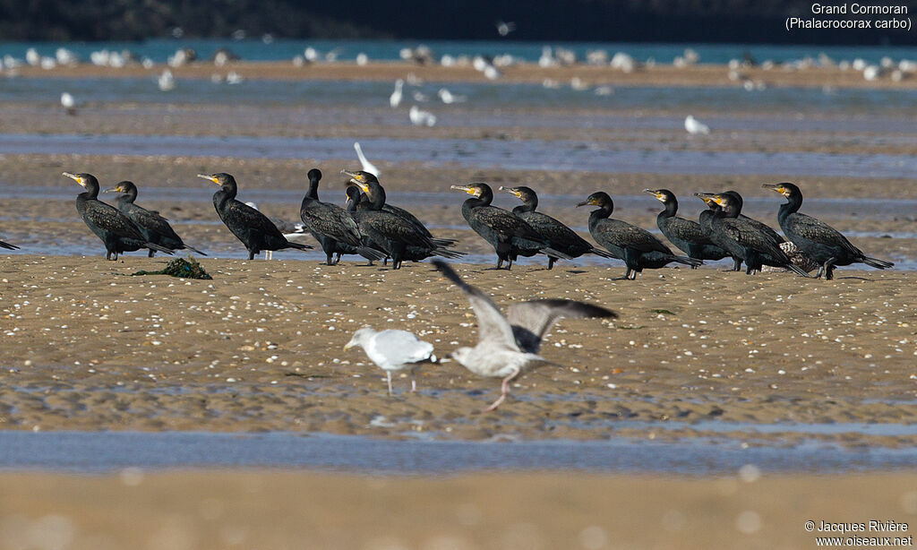 Great Cormorantadult post breeding