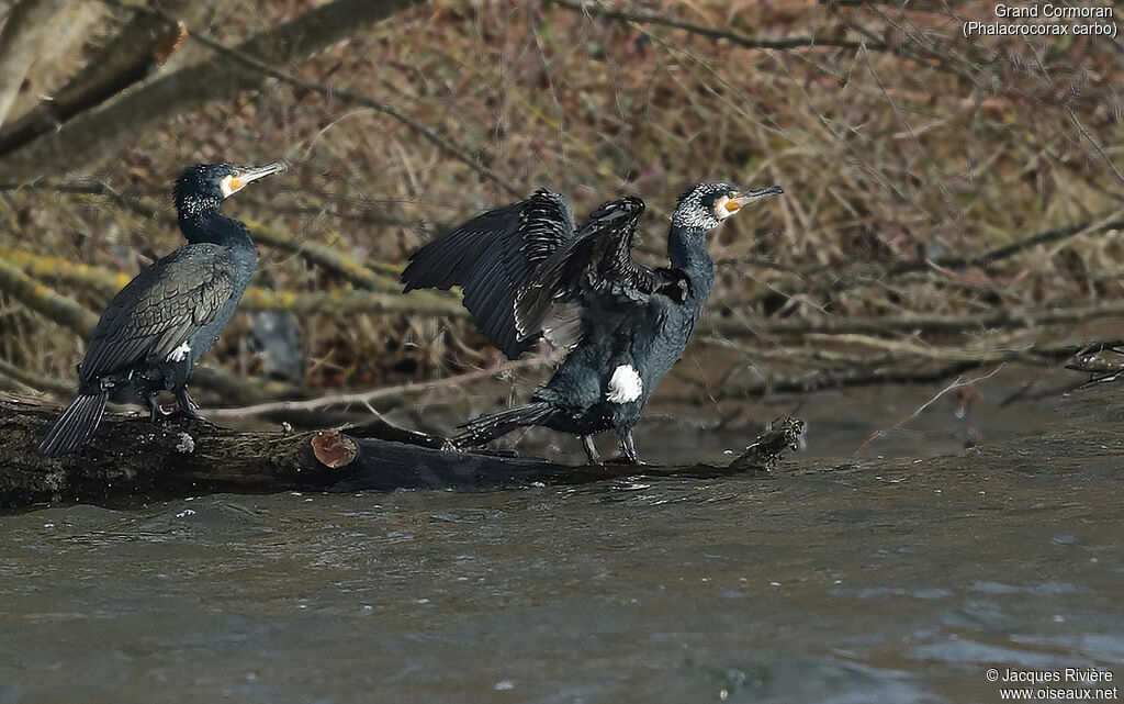 Great Cormorantadult breeding
